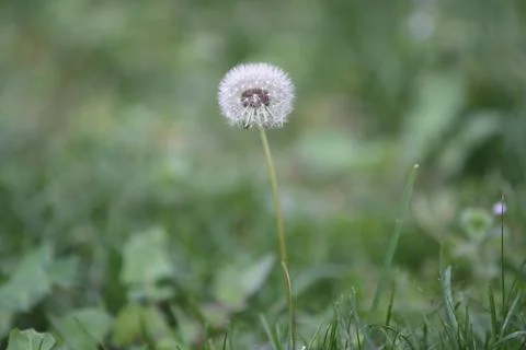 Plant with unfocused background Stock Photos