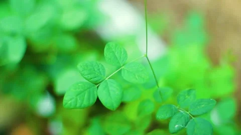 Plant with unique leaves Stock Footage 236078627