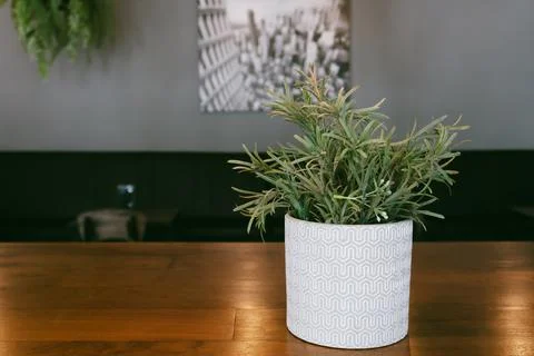 Plant in a vase on the table Stock Photos