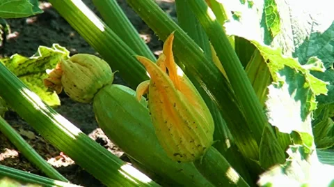 A plant is vegetable marrows Stock Footage 35250944