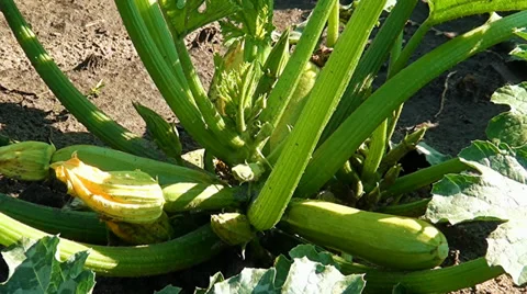 Plant vegetable marrows growing in earth Stock Footage 35251069