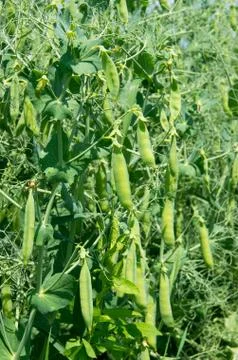 Plant vegetable pea Stock Photos