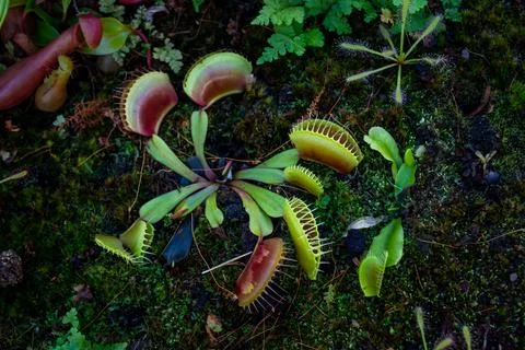 Plant Venus flytrap - a species of carnivorous plants from a monotypic genus Stock Photos
