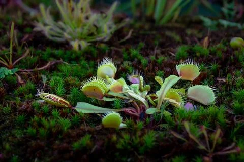 Plant Venus flytrap - a species of carnivorous plants from a monotypic genus 스톡 사진