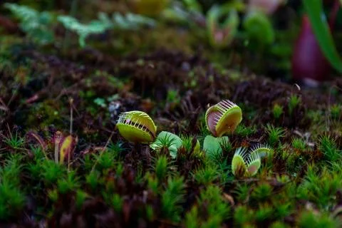 Plant Venus flytrap - a species of carnivorous plants from a monotypic genus Foto stock