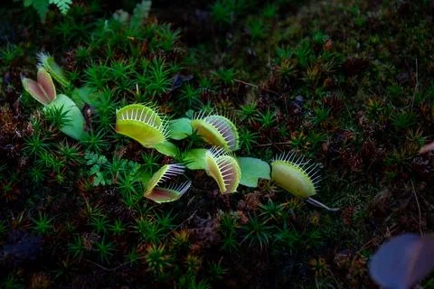 Plant Venus flytrap - a species of carnivorous plants from a monotypic genus Stock Photos