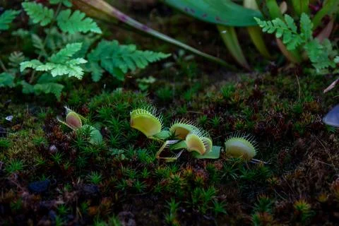 Plant Venus flytrap - a species of carnivorous plants from a monotypic genus 库存照片