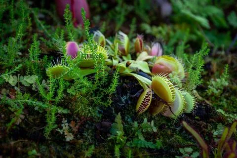 Plant Venus flytrap - a species of carnivorous plants from a monotypic genus 库存照片