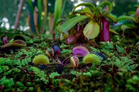 Plant Venus flytrap - a species of carnivorous plants from a monotypic genus 库存照片