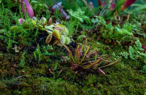 Plant Venus flytrap - a species of carnivorous plants from a monotypic genus 库存照片