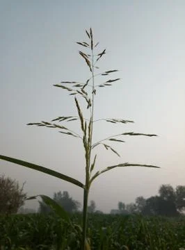 Plant view Stock Photos