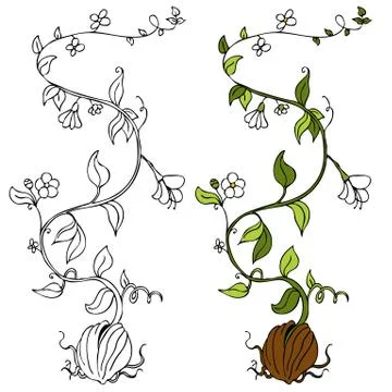 Plant vine Stock Illustration