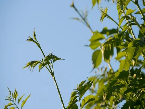 Plant vines during sunset in front of the blue sky. Stock Footage 76480818