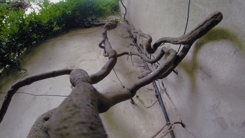 Plant Vines Low Angle 1 Vidéo 93628845