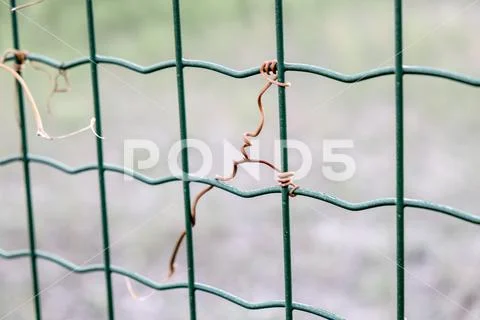 Plant vines twine around wire fencing, breaking through the mesh Stock ...