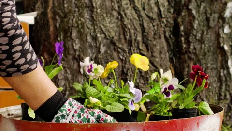 Plant viola in the ground Stock Footage 133270168