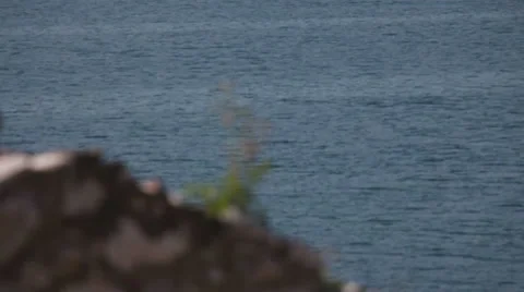 Plant on a wall Stock Footage 39878969