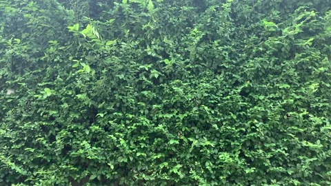 Plant wall 스톡 동영상 132103099