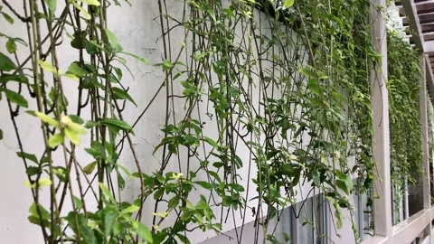 Plant On The Wall is Moving On A Windy Day Stock Footage 230015376