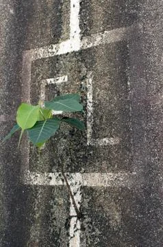Plant on the wall Foto stock