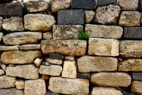 Plant on the wall Foto stock
