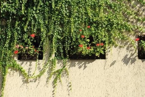 Plant on wall Foto stock
