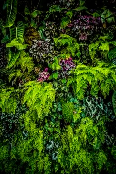 Plant Wall Stock Photos