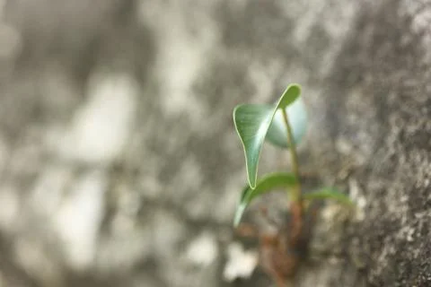 Plant on the wall Stock Photos