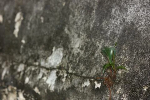 Plant on the wall Stock Photos