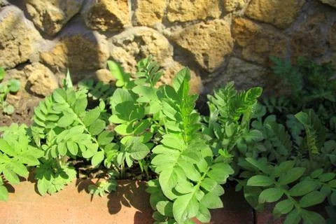 Plant with wall Stock Photos