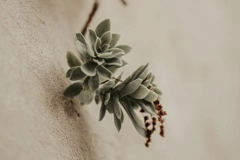 Plant on the wall Stock Photos