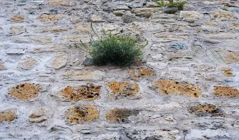 The plant on the wall. Stock Photos