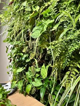 Plant wall Stock Photos