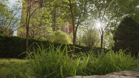 Plant wall, shade trees and grass under the warm sunshine in spring 動画素材 273626804