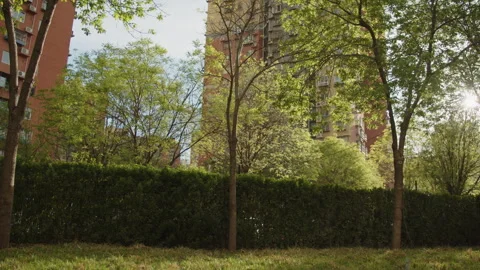 Plant wall, shade trees and grass under the warm sunshine in spring 動画素材 273627693