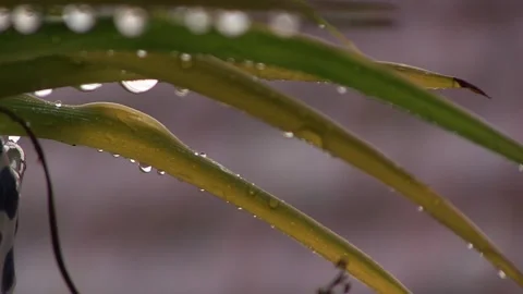 PLANT WITH WATER DROPS WHILE RAINING Stock Footage 94759667