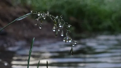 Plant with waterdrops in the rain Video stock 282013368
