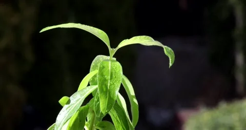 The plant is watered, drops on the leaves. Stock Footage 172596891