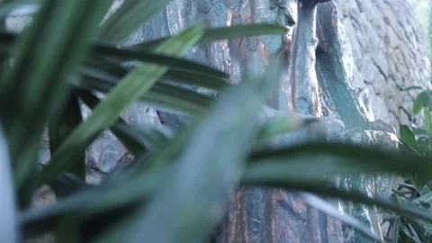 Plant with Waterfall in Background Stock Footage 284377049