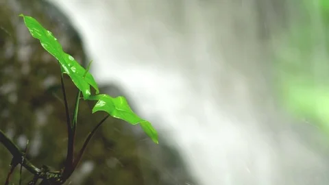 Plant on the Waterfall Cliff Stock Footage 76250035