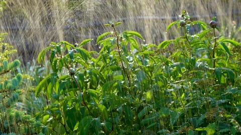 Plant watering system. The sprinkler head waters the lawn with decorative leafy Stock Footage 250146797