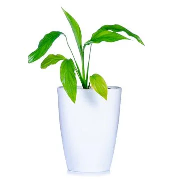 Plant in the white pot Stock Photos