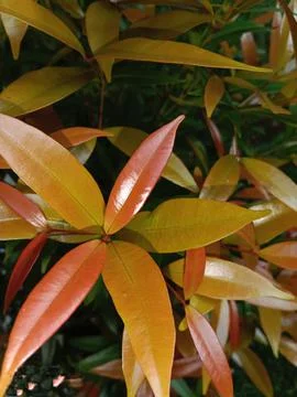 A plant whose leaves are a combination of three colors Stock Photos