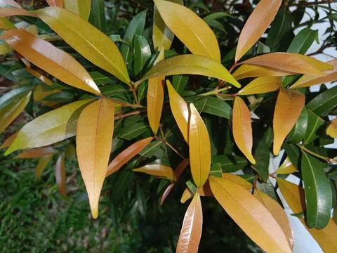 A plant whose leaves are a combination of three colors Stock Photos