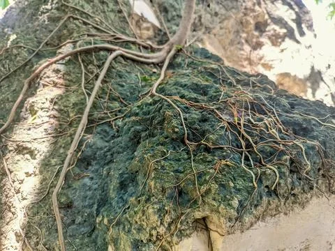 A plant whose roots are attached to a rock Stock Photos