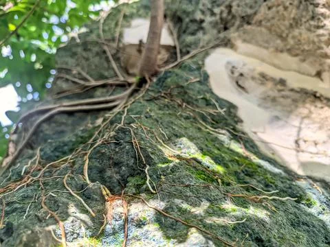 A plant whose roots are attached to a rock Stock Photos