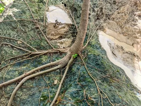 A plant whose roots are attached to a rock Stock Photos
