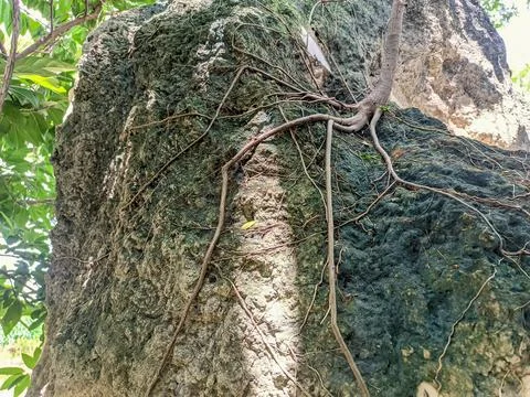 A plant whose roots are attached to a rock Stock Photos
