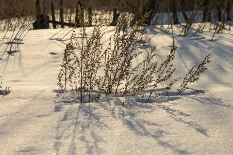 A plant whose shadow is reflected in the sunset Stock Photos