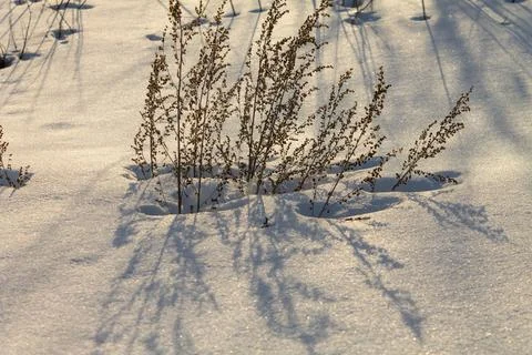 A plant whose shadow is reflected in the sunset Stock Photos